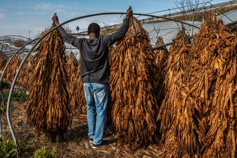 Migrants working in tobacco fields near Caserta, Italy.