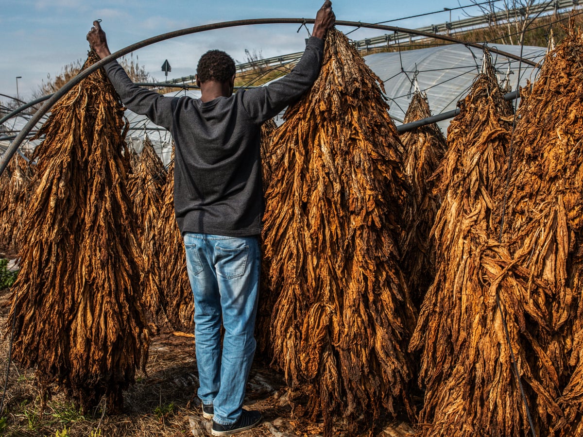 tobacco in I had pain all over my body': Italy's tainted tobacco industry | Global development tobacco in I had pain all over my body': Italy's tainted tobacco industry | Global development