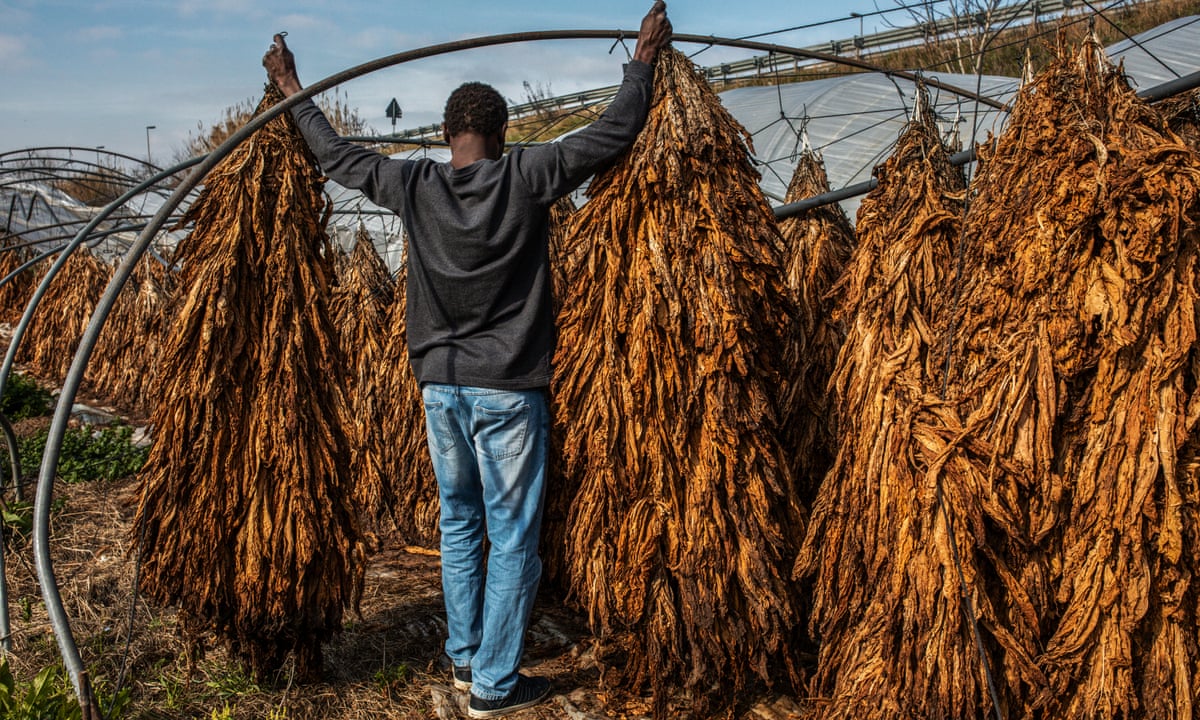 is it illegal to grow tobacco in uk I had pain all over my body': Italy's tainted tobacco industry | Global development is it illegal to grow tobacco in uk I had pain all over my body': Italy's tainted tobacco industry | Global development
