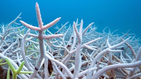 Tracing the worst coral bleaching event in recorded history – video