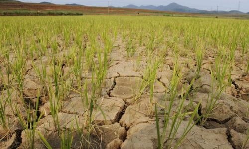 China issues alert as drought and heatwave put crops at risk | China | The Guardian