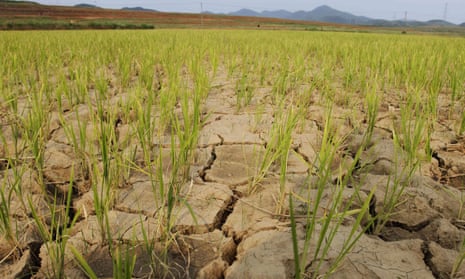 Rice plants grow through cracked earth in North Korea