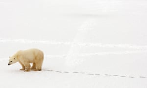 A polar bear walks in the snow near Hudson Bay outside Churchill, Mantioba, Canada. Global warming is heating the Arctic at a record pace