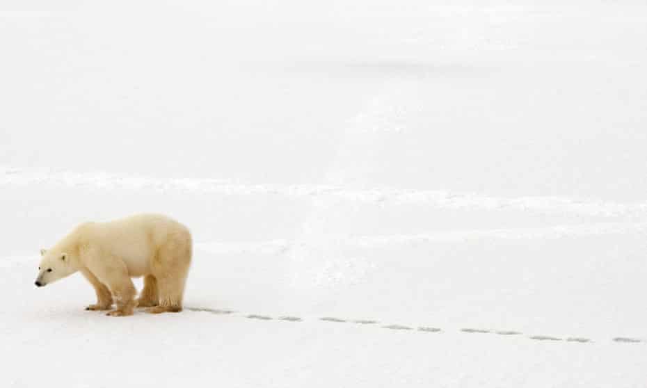 A polar bear walks in the snow near Hudson Bay outside Churchill, Mantioba, Canada. Global warming is heating the Arctic at a record pace