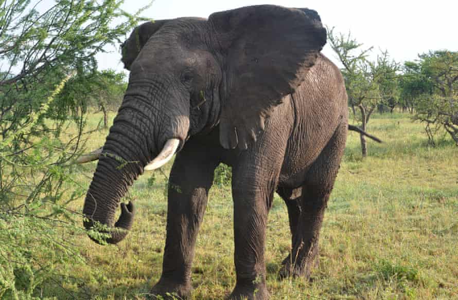 A colleague said Roger Gower was shot as he approached an elephant carcass.