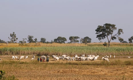 Herders graze their livestock in Nigeria’s northern state of Kaduna. 