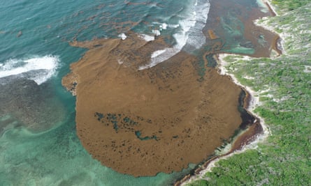 A large mass of sargassum next to the shoreline as seen from above