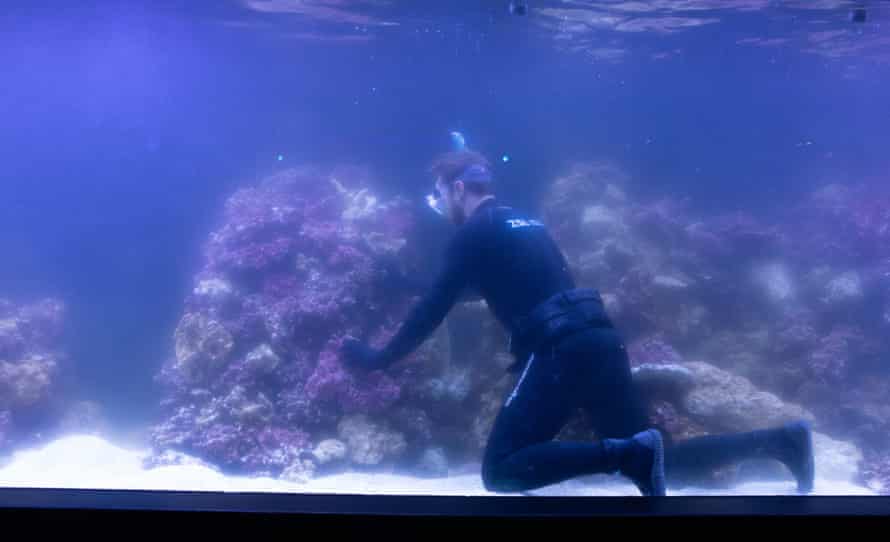 Jeremy Simmons, London Zoo’s senior aquarist, puts coral into the Tiny Giants’ main tank