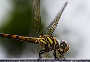 A yellow-tailed ashy skimmer (potamarcha congener) in Tehatta, India