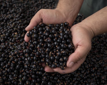 A handful of blackcurrants