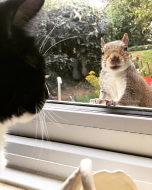 Esquilo olhando pela janela enquanto o gato olha para fora