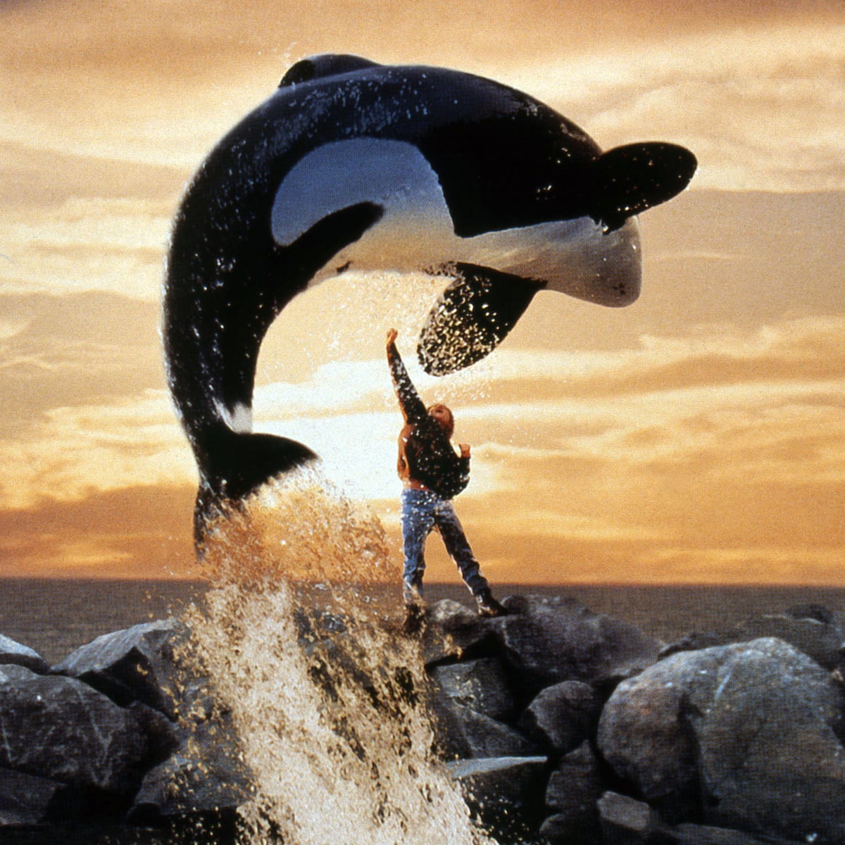 you-lied-to-us-did-the-real-life-saga-behind-free-willy-change-the-story-for-orcas-in-captivity-animal-welfare-the-guardian for Free Printable Pictures Of Killer Whales You lied to us': did the real-life saga behind Free Willy change the story for orcas in captivity? | Animal welfare | The Guardian for Free Printable Pictures Of Killer Whales
