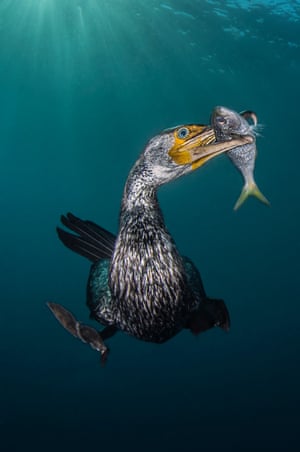 Behaviour category - winner. The Fisherman by Filippo Borghi (Italy). Location: Osezaki, JapanIn winter time the Izu peninsula in Tokyo area becomes a stopover for the asiatic cormorant before they move on to China. This is the best moment to try to shoot this amazing sea bird whilst they dive and fish. 