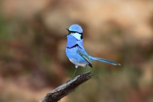 Uma esplêndida carriça-fada