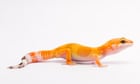Sad snakes and geckos with bone disease - we vets see the dark side of the UK's exotic pet boom | Justine Shotton