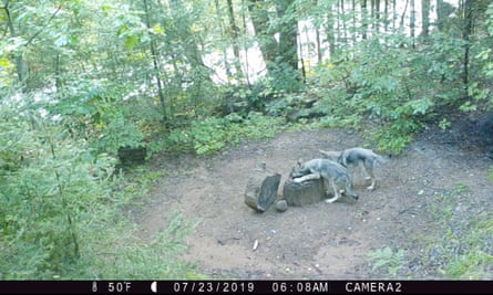 Two young wolves caught by Wolf Patrol’s trail camera.