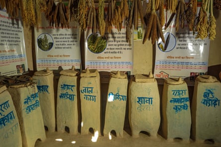 Roughly made tall clay pots with writing to show which variety of seed they contain. Millet hangs from rafters