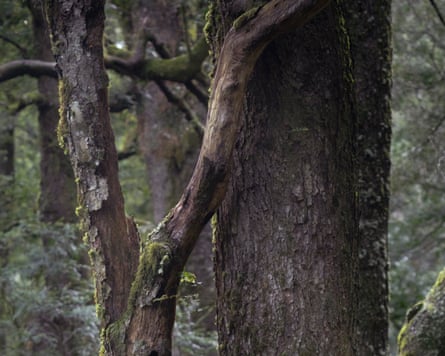 Myrtle beech.