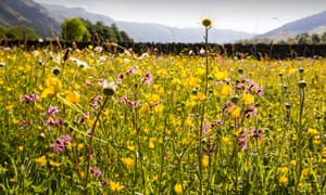 A wildflower meadow