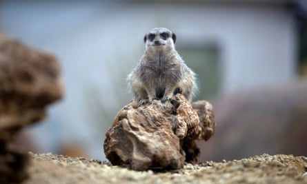 Chester zoo unveils £28m ‘Africa’ facility – complete with chilly giraffes (2) Chester zoo unveils £28m ‘Africa’ facility – complete with chilly giraffes (2)