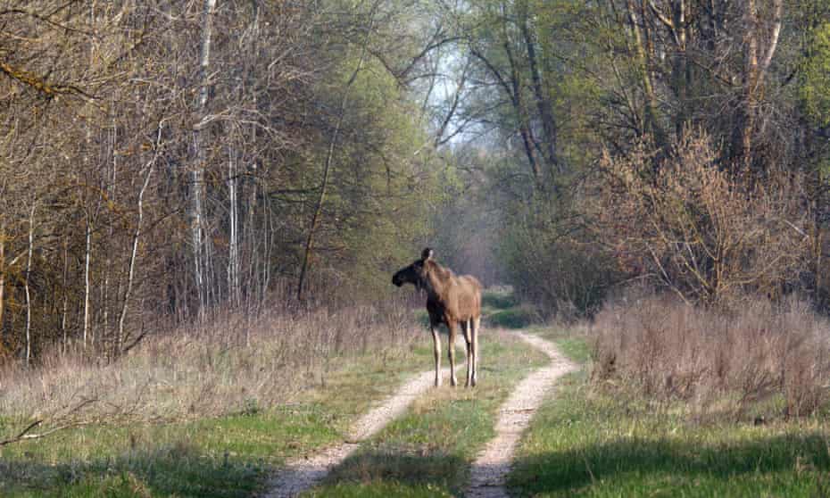 Elk on a forest path