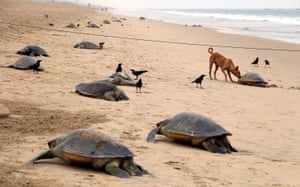Oliver Ridley sea turtle carcasses on the beach near Panthanivas, Puri