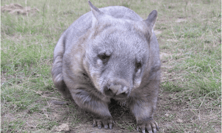 Wombats: como eles usam suas garupas 'esmagadoras de crânio' para lutar, brincar e flertar