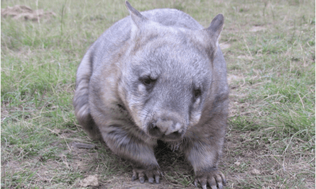 Grotty the wombat