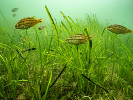Three corkwing fish swim among tall green seagrass in murky underwater light.