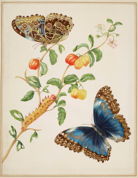 Branch of west Indian cherry with Achilles morpho butterfly (1702-03)
