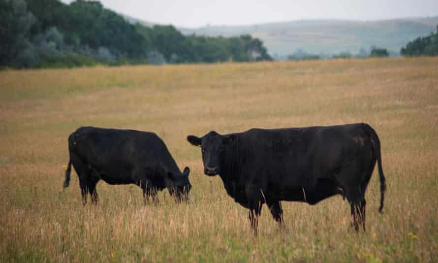 Cows graze in a field in Killdeer, North Dakota. The drought has been difficult for ranchers.
