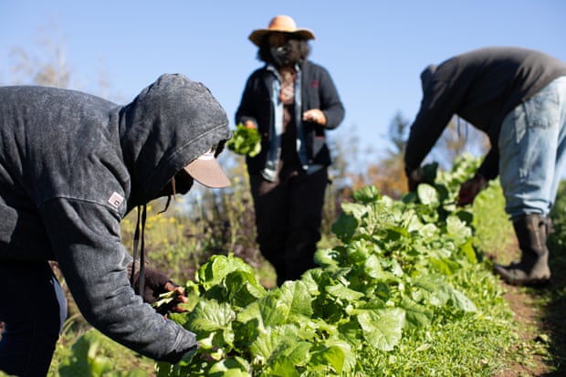 Just 45,000 of the 3.4 millions farmers in the US are Black, according to the 2017 Census of Agriculture.