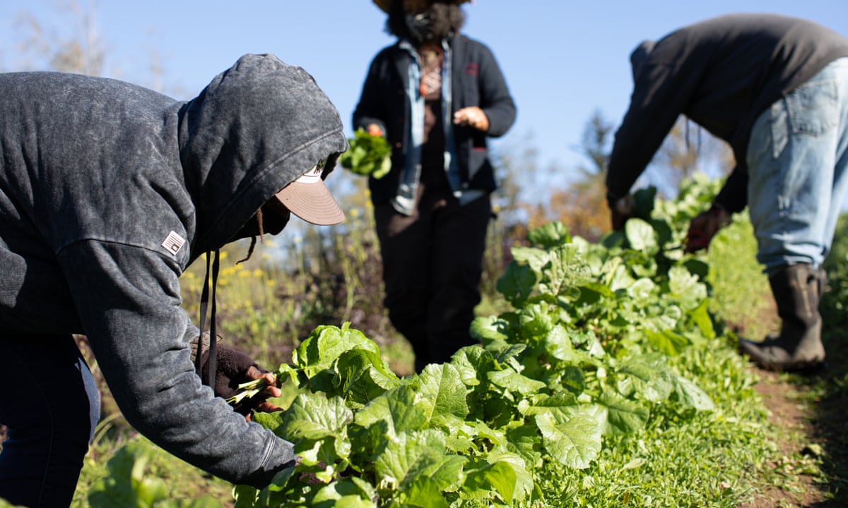 10 Most Effective Methods to Start a Farming Business in South Africa