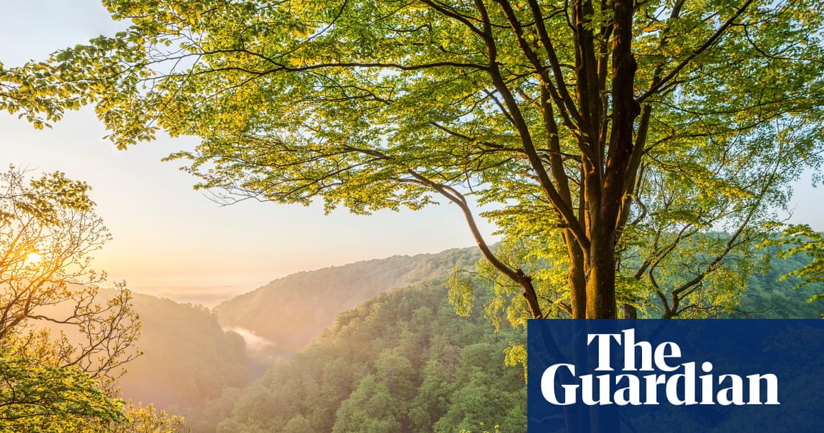 ‘Living proof damaged landscapes can recover’: exploring a vast restored forest in southern Sweden