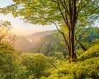 ‘Living proof damaged landscapes can recover’: exploring a vast restored forest in southern Sweden