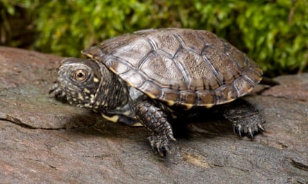 The European pond turtle
