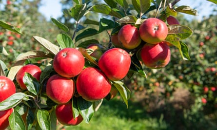 Red apples on the branch of a tree