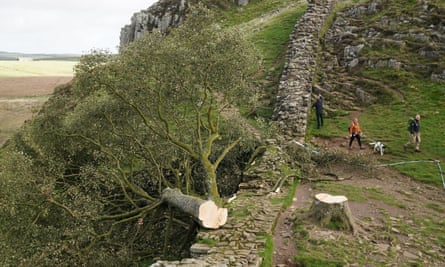 The felled Sycamore Gap tree lying on its side.
