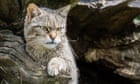 ‘Like unscrambling an egg’: scientists alter DNA to save Scottish wildcats