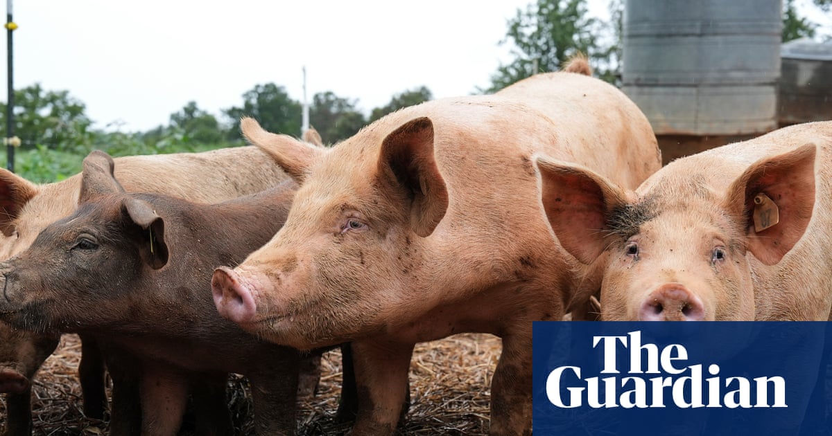 Surgeons transplant pig lung into brain dead human recipient for first time | Medical research Surgeons transplant pig lung into brain dead human recipient for first time | Medical research