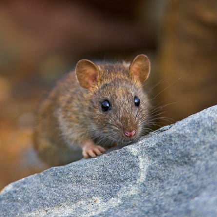 A brown rat sitting on a rock