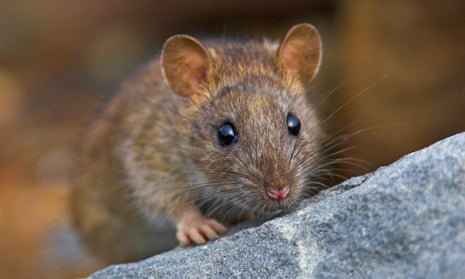 A brown rat