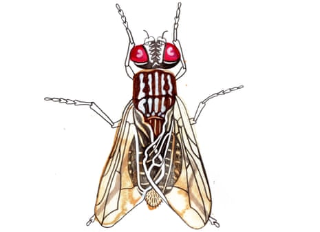 Illustration of a fly