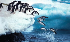 Adelie penguins leap into the sea at Paulet Island in Antarctica.