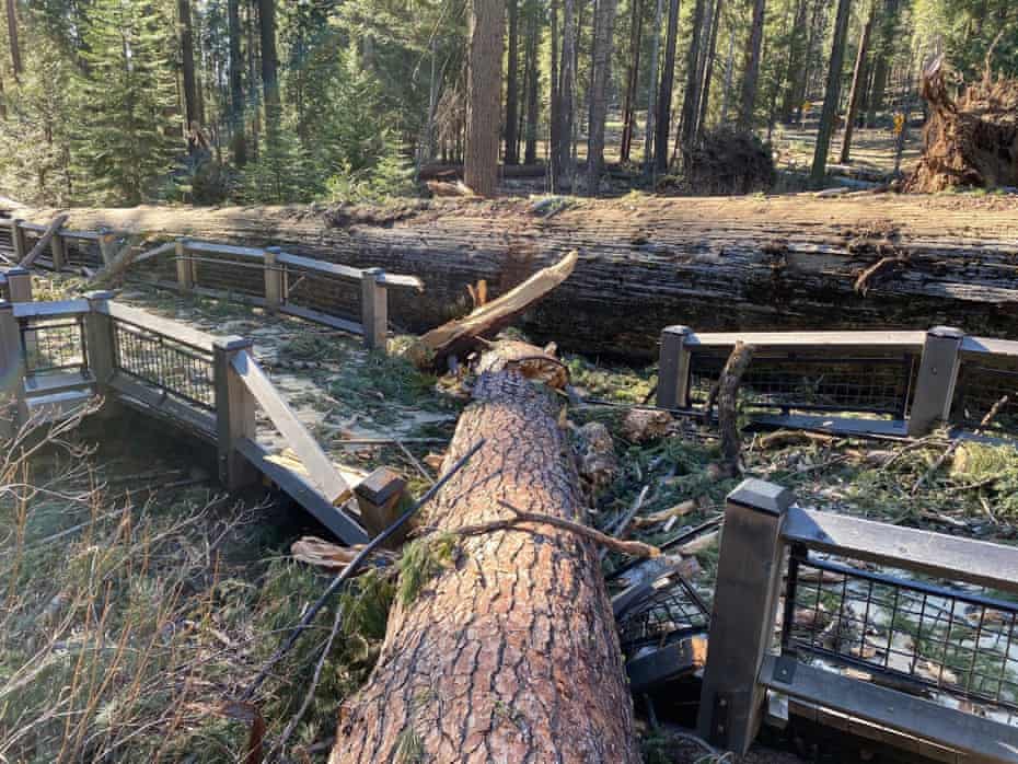 A boardwalk in the Mariposa Grove in Yosemite damaged by a fallen ponderosa pine during the Mono wind event on 19 January.