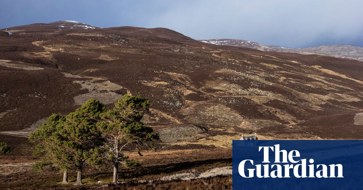Corporate tree-planting drive in Scotland ‘risks widening rural inequality’