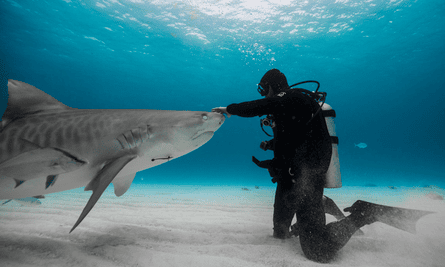 Paul de Gelder in diving gear at the bottom of the ocean, touching the nose of a tiger shark.