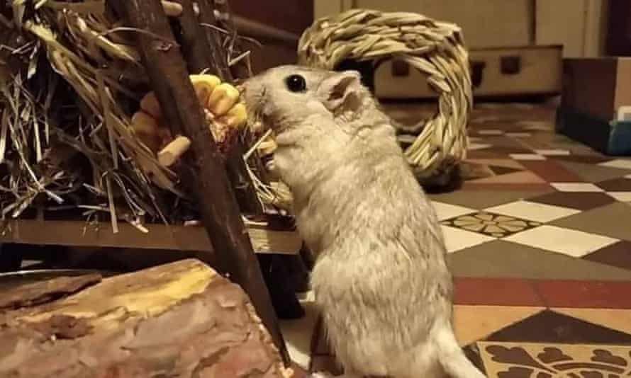 Jake the gerbil who passed away from complications caused by obesity