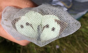 Large white Pieris brassicae in the net
