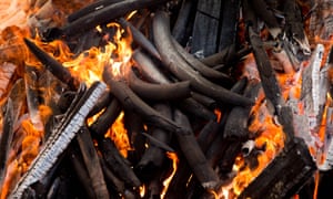 Charred elephant tusks burn in Cameroon on Tuesday, April 19, 2016, to highlight the need to halt the Ivory trade in order to save Africa’s elephants.